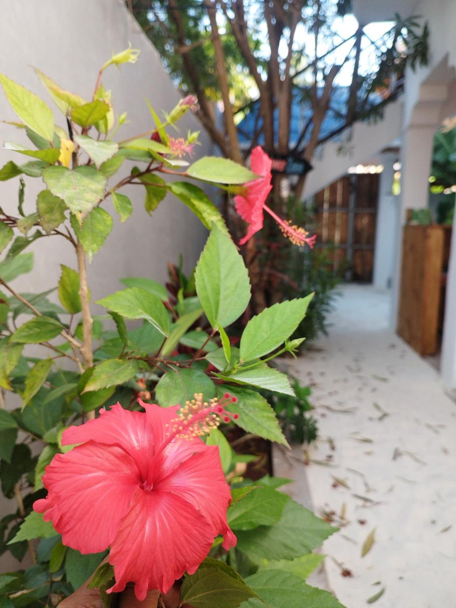 Pamoja Beach Stays Hotel In Jambiani Jambiani  Ngoại thất bức ảnh